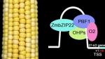 宋任涛教授课题组在玉米储藏蛋白调控研究中取得重要进展 - 农业大学