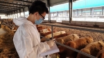 [农博士在线]“牛精英”帮你做牧场评估和应激管理 - 农业大学