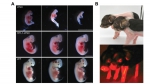 人才强校 | 生物学院吴森教授、赵要风教授团队在哺乳动物克隆胚胎早期流产机制研究中取得重要进展 - 农业大学