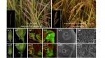 人才强校 | 谭禄宾教授课题组在水稻落粒性分子机理研究取得重要进展 - 农业大学