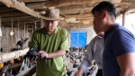 脱贫攻坚·乡村振兴 |农博士深入新疆拜城县推动油鸡产业扶贫 - 农业大学