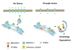 王涛教授团队揭示植物通过自噬抵御干旱胁迫新机制 - 农业大学