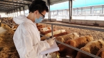 河南固始教授工作站“牛精英”团队助力地方肉牛产业发展 - 农业大学