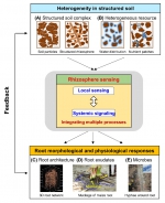 人才强校 | 张福锁院士工作室-申建波教授课题组在Trends in Plant Science上发表“根际科学与可持续农业发展”的观点文章 - 农业大学