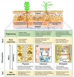 人才强校 | 张福锁院士工作室-申建波教授课题组在Trends in Plant Science上发表“根际科学与可持续农业发展”的观点文章 - 农业大学