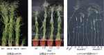 人才强校 | 张万军课题组在改良柳枝稷生物量及品质性状方面取得研究新进展 - 农业大学